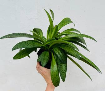 DRIMIOPSIS KIRKII. Syngonium. BASKET Japanese Rose