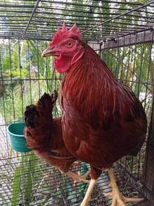 ayam rir muda