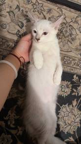 Kitten anak kucing putih ekor panjang betina