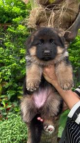 German Sheperd
