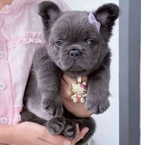 FRENCH BULLDOG PUPPIES VIP177🌻Fluffy 3months Girl