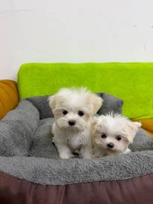 Maltese