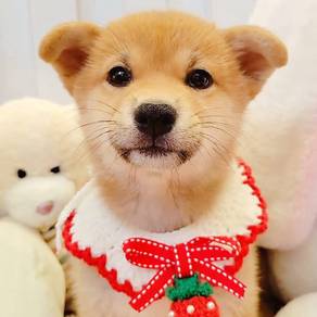 Shiba INu