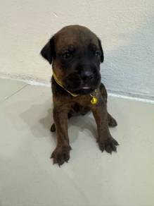 cane corso puppies