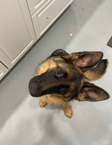 German Shepherd