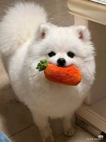 G6849 Button-nosed Pomeranan Cute Baby Face Puppy