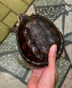 Snapping Turtle
