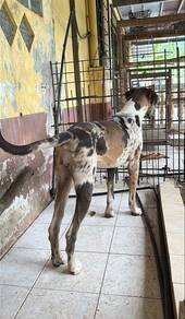 Great Dane Super Giant