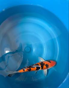 Doitsu Sanke Koi Fish 28cm/11 inch