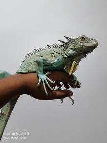 Iguana