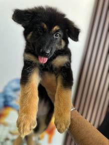 German shepherd-