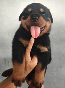 Rottweiler puppy