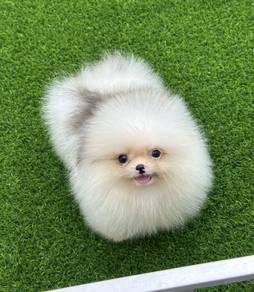 POMERANIAN PUPPIES A221 🌻 Sort of shine Boy~Girl