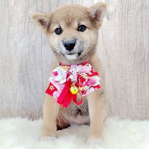 Shiba