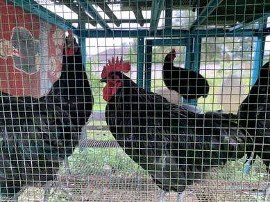 Ayam Austrolop