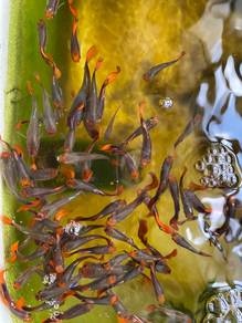 Guppy Koi Classic Ikan Fish Aquarium Aquascape