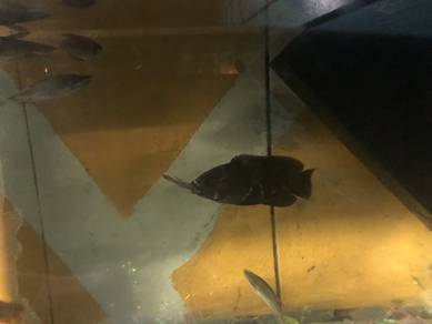 ikan murah oscar dan sepat
