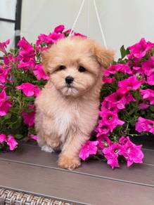 Maltipoo 22