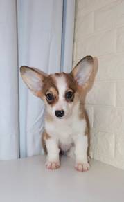 J0589 Corgi Sweet Chubby Baby Puppy