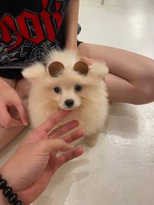 Pomeranian