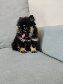 black and than pomeranian 1