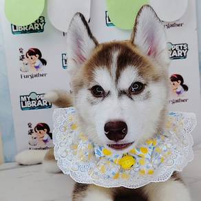 Siberian Alaskan Wooly Husky