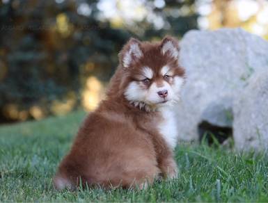 husky m