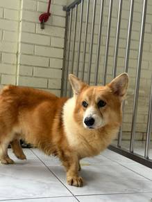 Corgi for adoption / sale