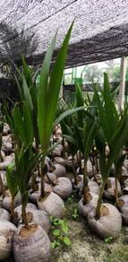 Benih kelapa tacunan / sgg cn16