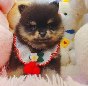 Pomeranian