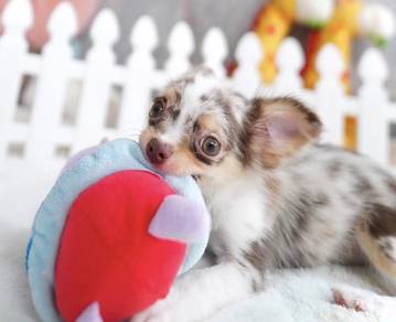CHIHUAHUA PUPPIES CH227🌷 Head Apple Female