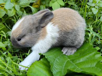 Ordinary rabbit baby🐇