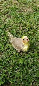 burung