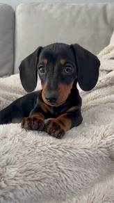 J502 Button-nosed Dachshnd Cutu Long Body Puppy Pu