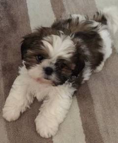 A5845 Sweet-tempered Shih Tzu Cute Long Hair Puppy