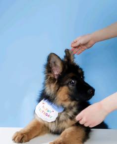 German Shepherd