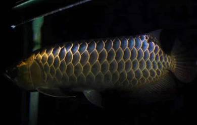 Blue base golden crossback 12 inch -wholesale