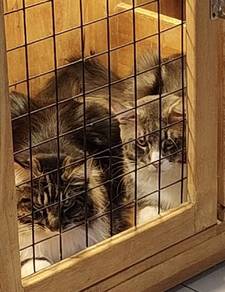 pure mainecoon