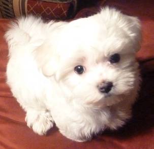 G6965 Magic-tailed Maltese white fluffy puppy Pupp