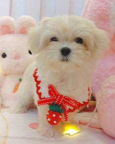 Maltese