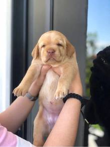 Labrador Retriever''