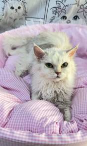 BLH Longhair Selkirk Rex Silver Shaded
