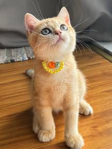 bsh golden