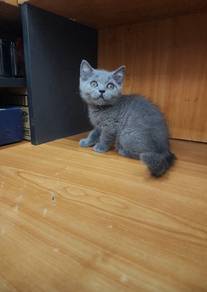 male British shorthair 