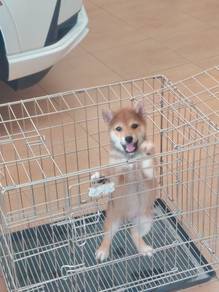 home bred shiba inu