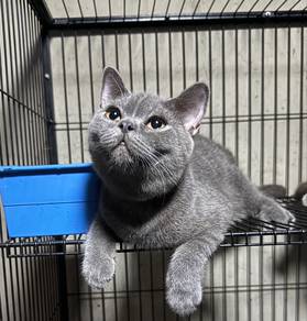 MALE Pure BSH