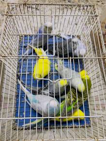 Burung Baji