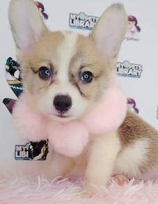 Welsh Corgi