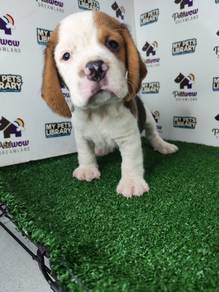 Beagle male puppy
