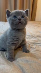 BSH Female